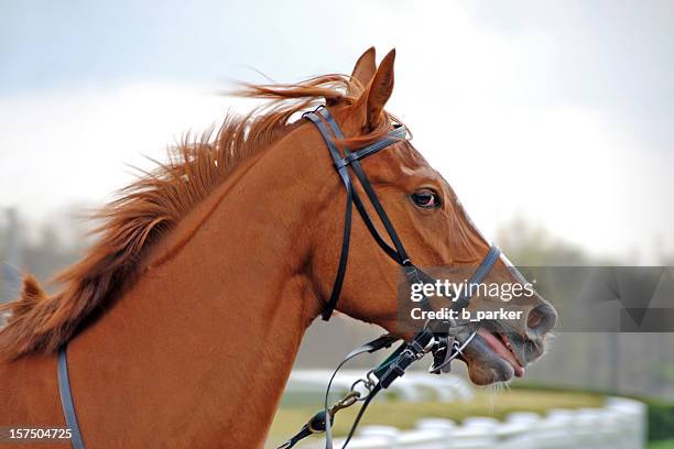caballo de carrera - segundo puesto fotografías e imágenes de stock