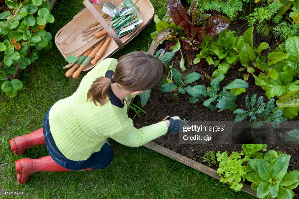 Lady Weeding A Corner of a Raised Bed Vegetable Garden