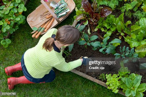 lady weeding a corner of a raised bed vegetable garden - garden aerial view stock pictures, royalty-free photos & images