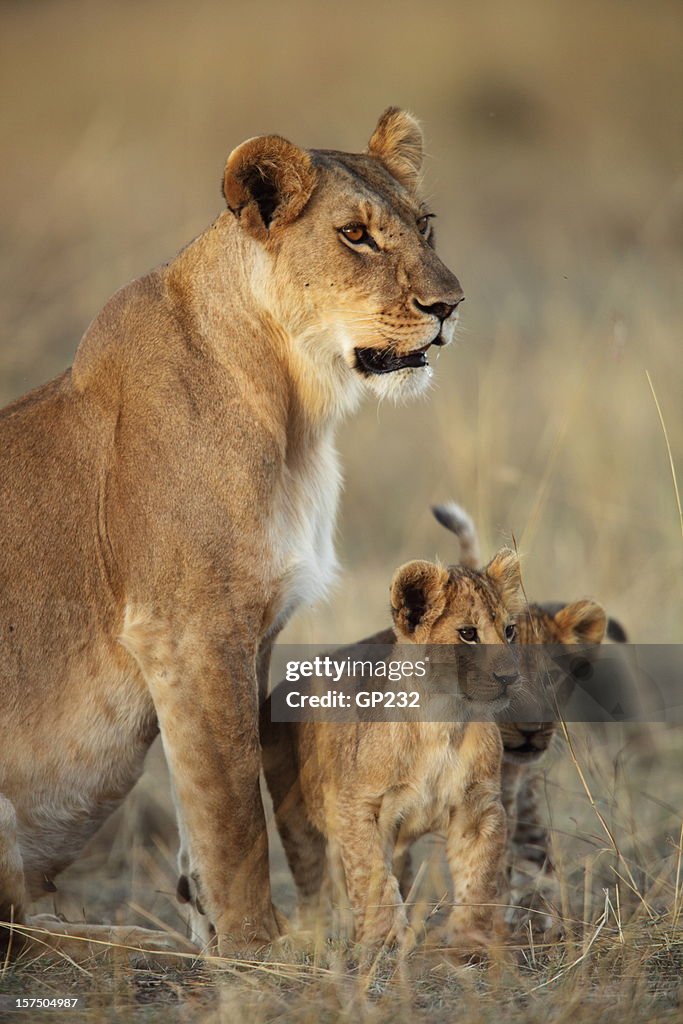 Löwin und ihre Jungen