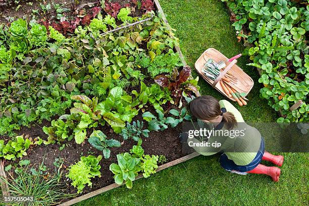 overhead shot of woman digging in a vegetable garden - moestuin stockfoto's en -beelden