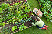 Overhead Shot of Woman Digging in a Vegetable Garden