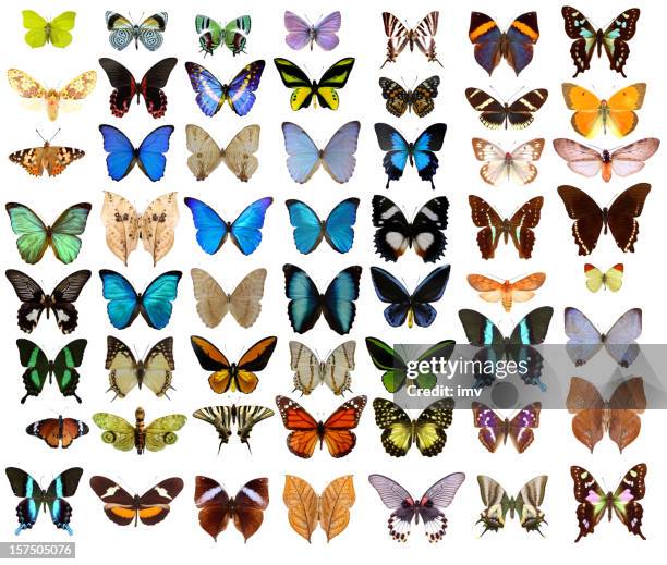 butterflies - butterfly isolated stock pictures, royalty-free photos & images