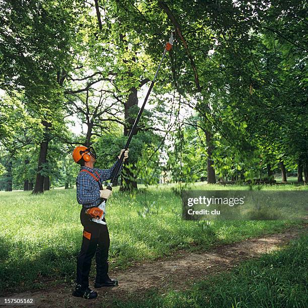 gardening: man cutting the tree branches - tree trimmer stock pictures, royalty-free photos & images