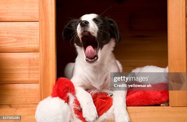 yawning christmas pup - dog kennel stock pictures, royalty-free photos & images