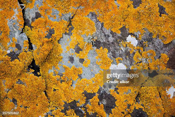 lichen pattern on the rock. - lichen formation stock pictures, royalty-free photos & images