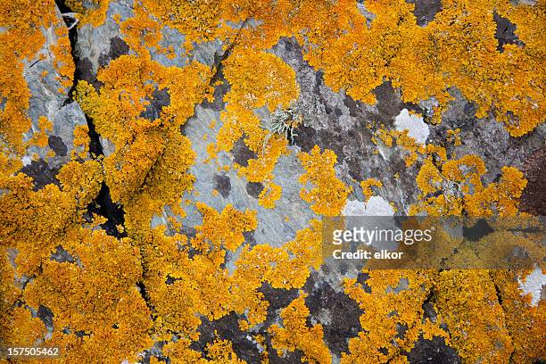 lichen pattern on the rock. - lavar bildbanksfoton och bilder