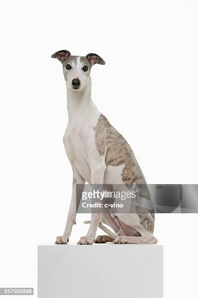 whippet auf einem podest - greyhound hunderasse stock-fotos und bilder