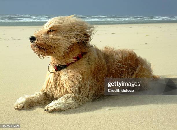 dog sitting on the beach on a windy day - superhero dog stock pictures, royalty-free photos & images