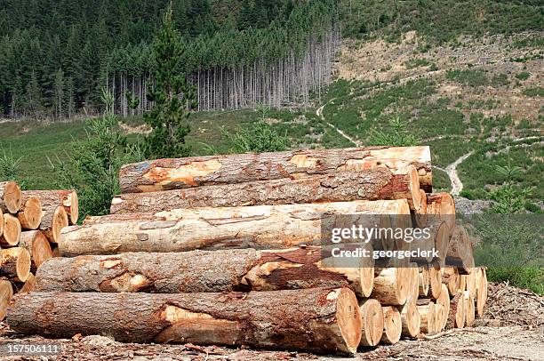 logging industry: forest felling - forest new zealand stock pictures, royalty-free photos & images
