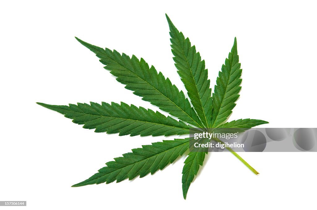 Hemp (cannabis) - green leaf on white