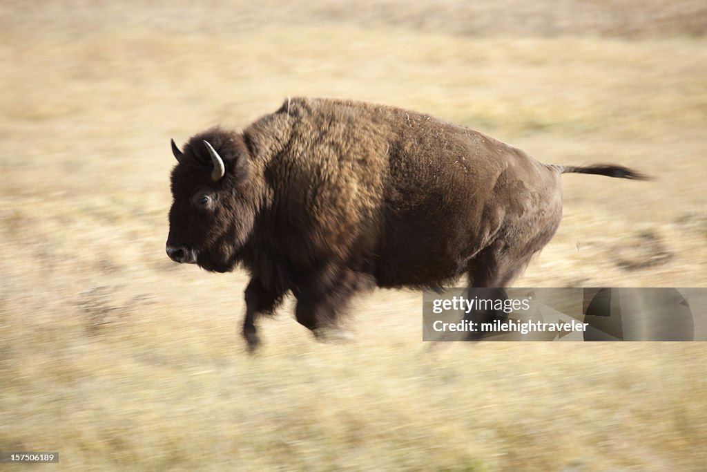Ausführen von Wild Bison in Wyoming