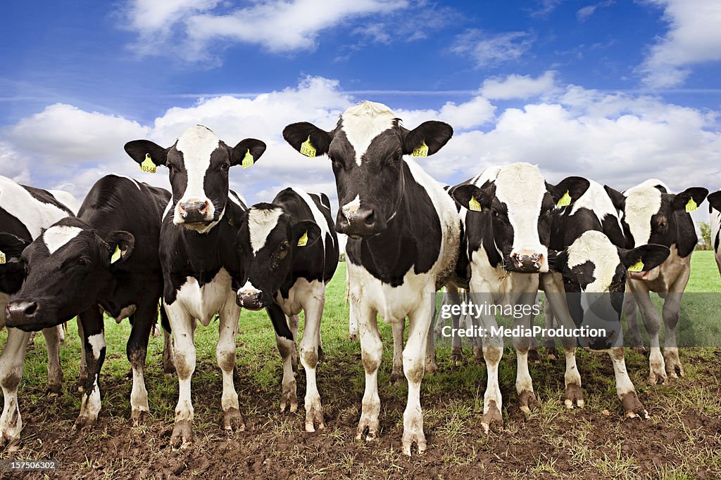 Les vaches