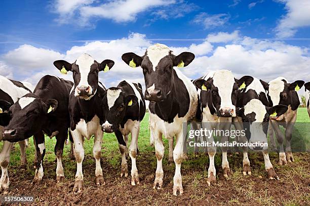 les vaches - vache noire et blanche photos et images de collection