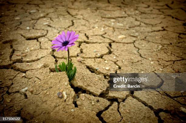 el calentamiento global - una sola flor fotografías e imágenes de stock