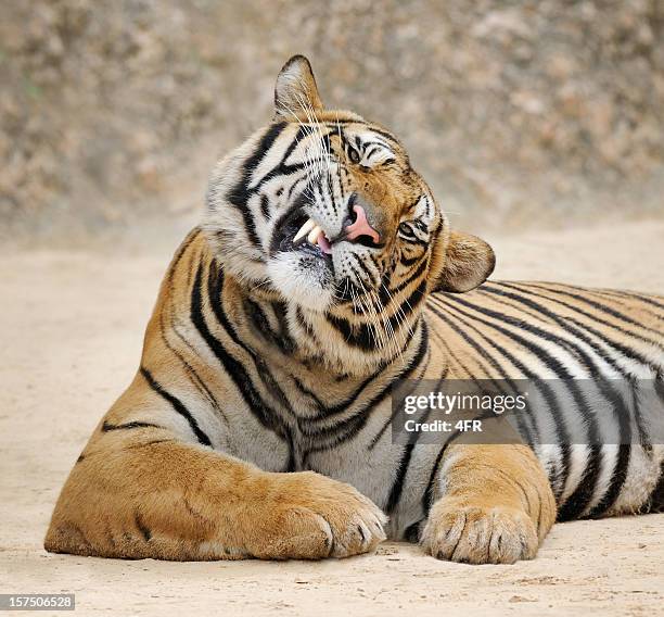 smirking tiger - animal head stock pictures, royalty-free photos & images