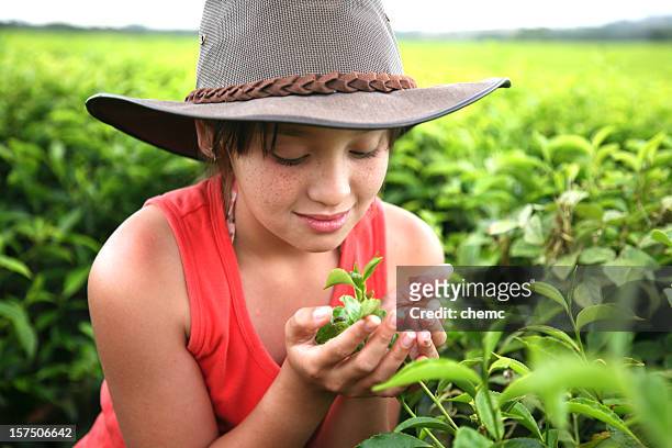 young girl on tea farm - farmer australia stock pictures, royalty-free photos & images