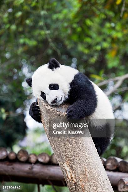 young panda - pandya stock pictures, royalty-free photos & images