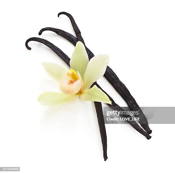 vanilla beans and an orchid on white - vanilla stockfoto's en -beelden