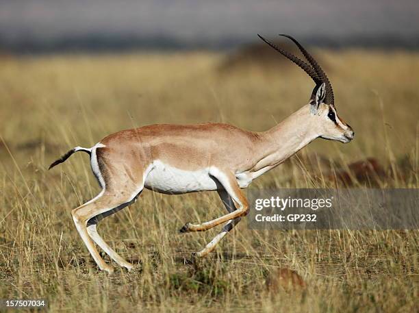 14,973 Gazelle Photos and Premium High Res Pictures - Getty Images 14,973 Gazelle Photos and Premium High Res Pictures - Getty Images