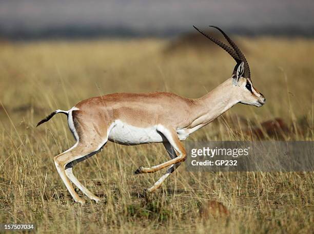 gazela de grant - antílope mamífero ungulado - fotografias e filmes do acervo