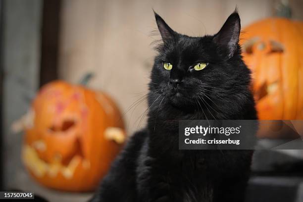 black halloween cat - halloween cats stockfoto's en -beelden