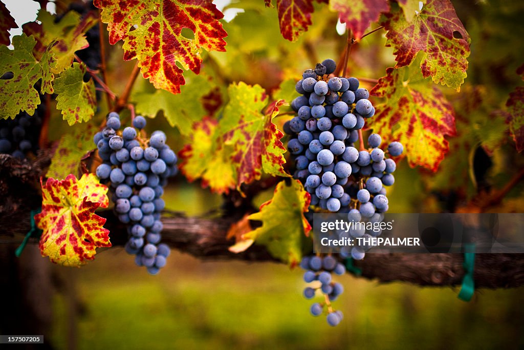 Ripe grapes