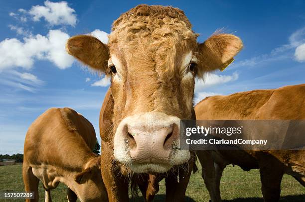 limousin bull - limousin cattle stock pictures, royalty-free photos & images