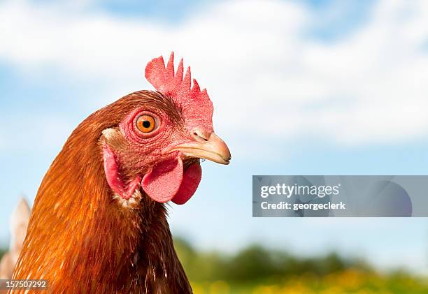 galinha tipo passe - chickens imagens e fotografias de stock