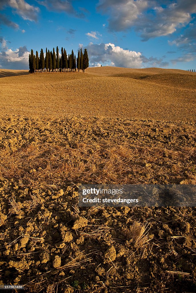 Toscana Cypress trees