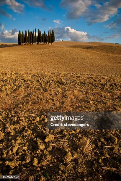 tuscany cypress trees - stevedangers stock pictures, royalty-free photos & images