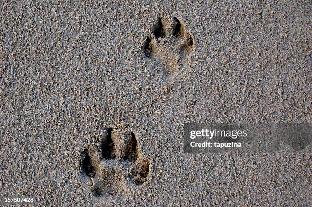 dog footprint - paw prints stock pictures, royalty-free photos & images