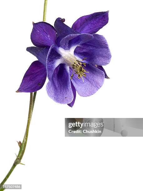 columbine - columbine flower stock pictures, royalty-free photos & images