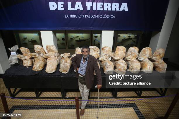 August 2023, Peru, Lima: Peruvian researcher Mario Urbina stands next to the bones of the whale Perucetus colossus, which he discovered with his team...