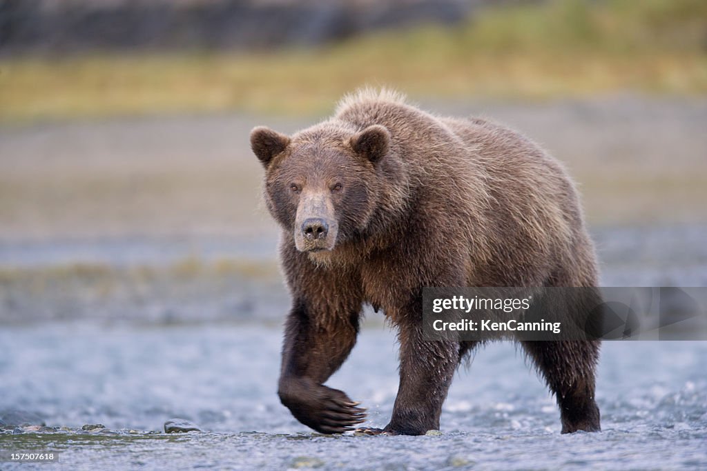 Grizzlybären Bear