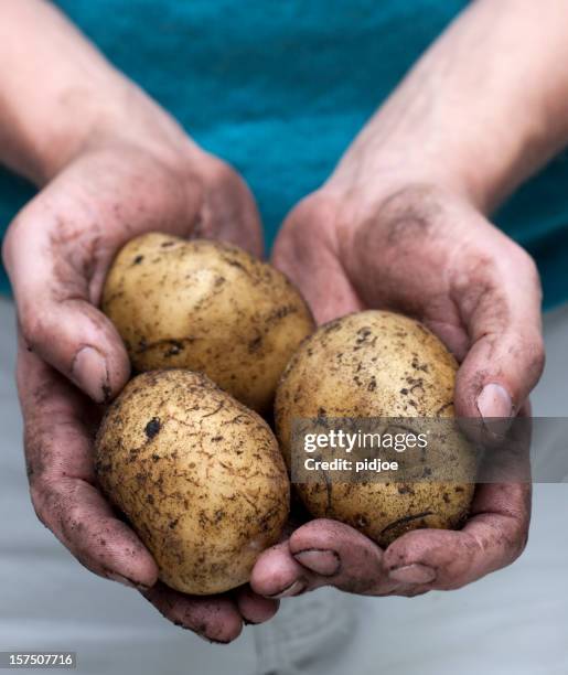handful of freshly picked potatoes xxl - irish potato famine stock pictures, royalty-free photos & images