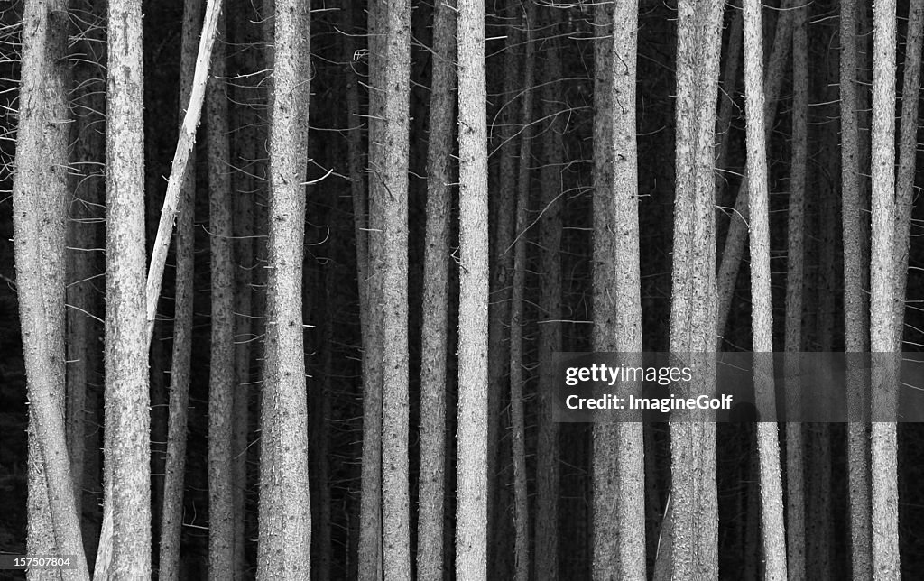 Blanco y negro Pine Tree Trunks fondo