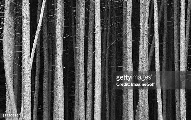 black and white pine tree trunks background - black and white stock pictures, royalty-free photos & images