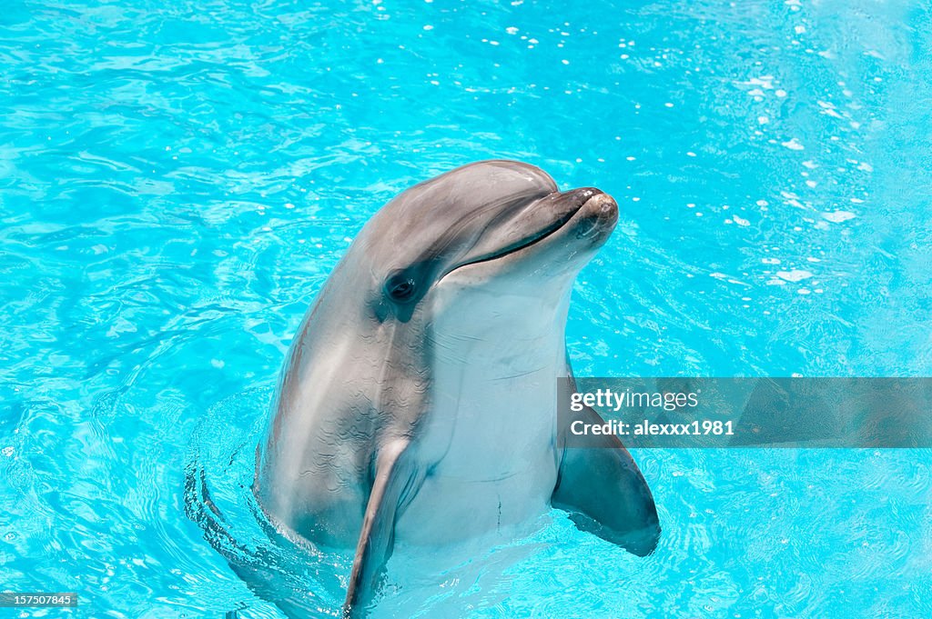 Dolphin peeking out of blue water