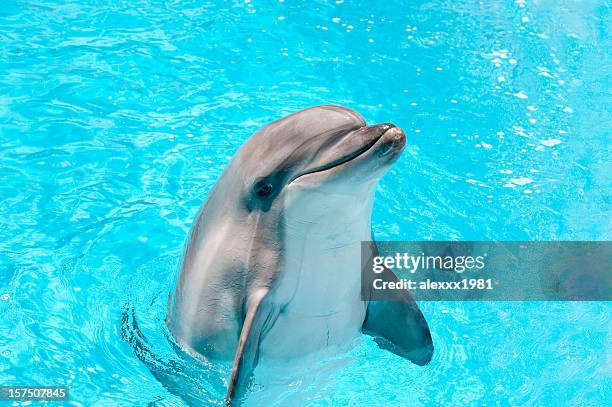 dolphin peeking out of blue water - dolphins stock pictures, royalty-free photos & images