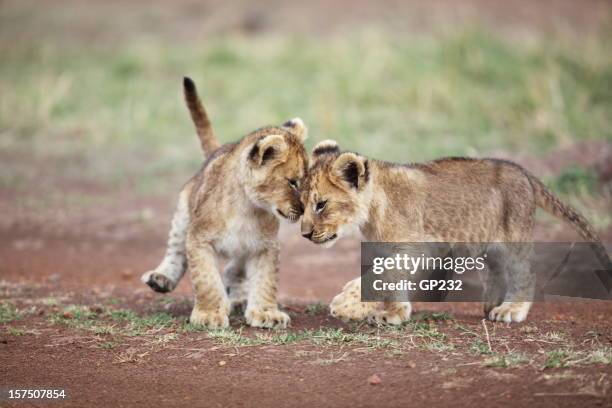 lion cub affection - lion cub stock pictures, royalty-free photos & images