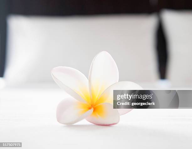hotel room welcome - frangipane stock pictures, royalty-free photos & images