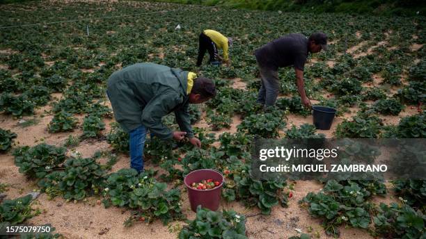 Farmers collect the crop of strawberries grown in Mucuchies, Merida state, Venezuela, on August 3, 2023. Dozens of farmers and producers of legumes,...