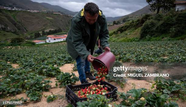 Farmer collects the crop of strawberries grown in Mucuchies, Merida state, Venezuela, on August 3, 2023. Dozens of farmers and producers of legumes,...