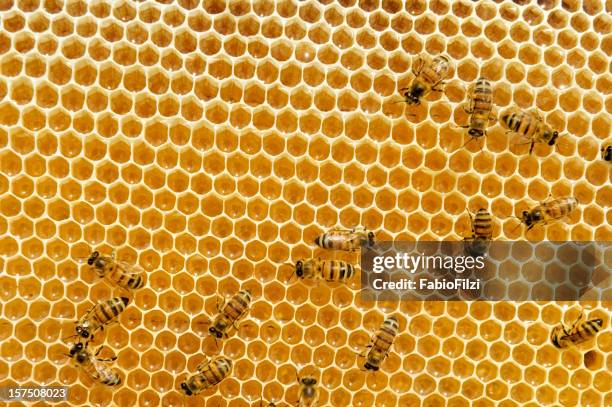 ビーズのハニカム - bee hive ストックフォトと画像