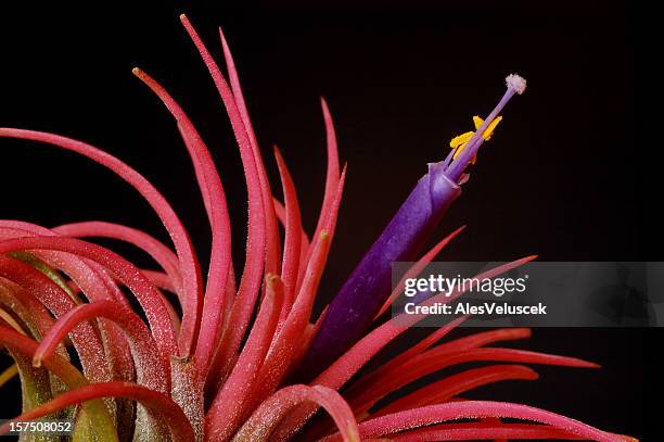 tillandsia - bromeliad fotografías e imágenes de stock