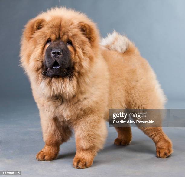 red chow-chow chow - chow stock-fotos und bilder