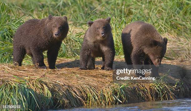 three brown bear cubs - kodiak brown bear stock pictures, royalty-free photos & images