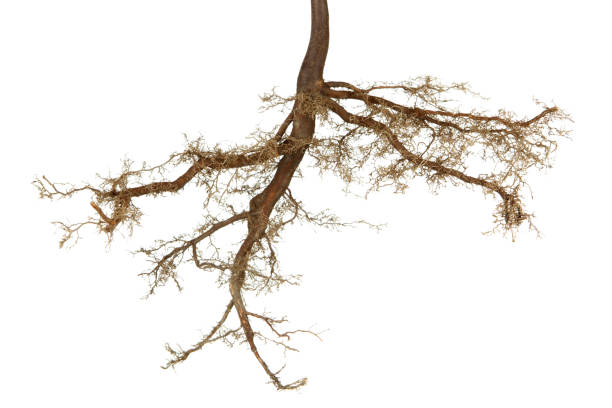 Week Roots Imagees 142,021 Root Photo Stock Photos, High-Res Pictures, and Images - Getty ...