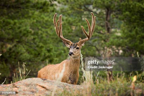 wild majestuoso ciervo mulo en vista de las montañas rocosas. parque nacional. - ciervo mulo fotografías e imágenes de stock